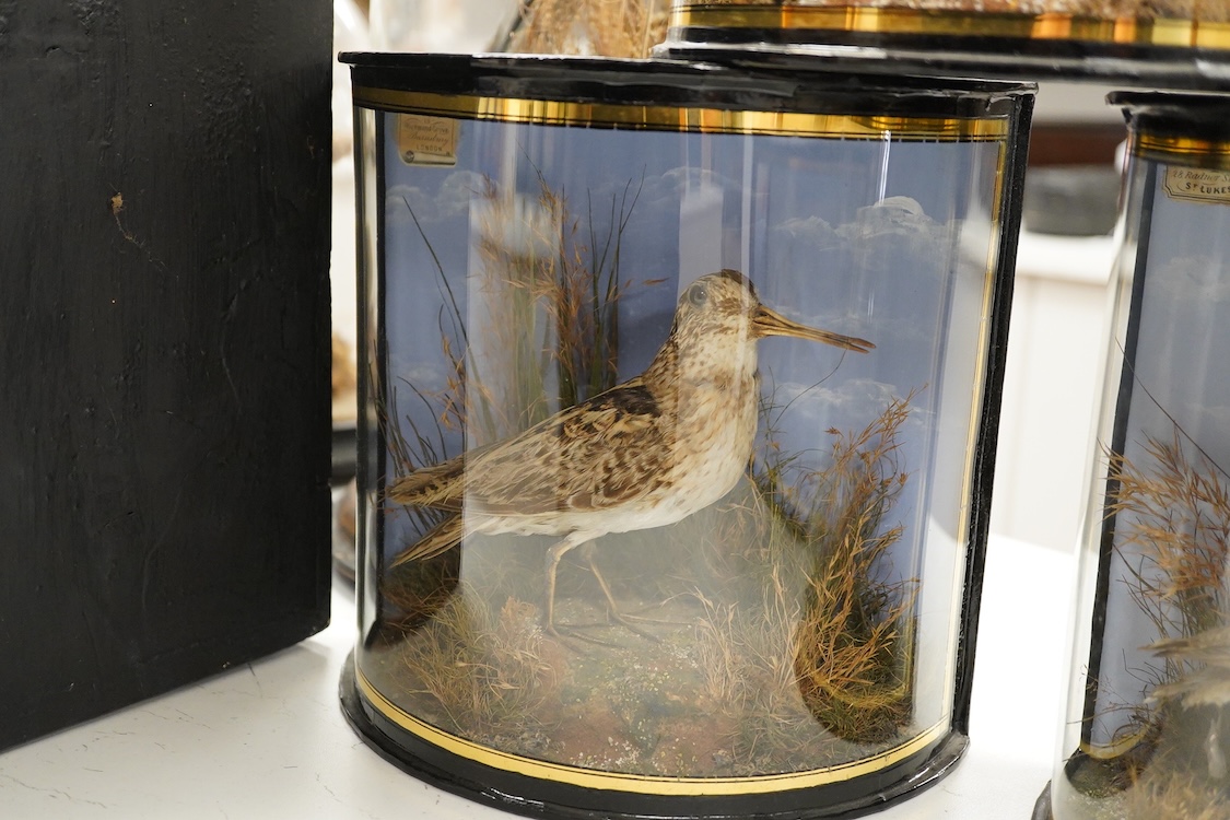 Four early 20th century cases of taxidermy dunlin birds; a pair in a flat fronted case, 18.5cm high, 32cm wide, and three individually mounted in bow fronted cases, two with labels reading; ‘Preserved by J.Cooper, 28 Rad